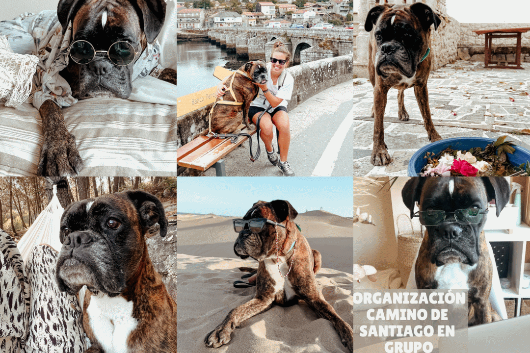 Visita de Neka boxer estrella de instagram a Ardentia Vigo